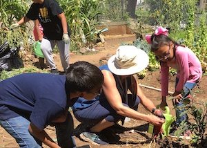 Students, volunteers, and family member pulling weeds in the garden